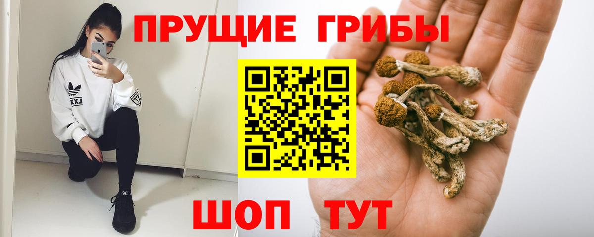 Советск  Псилоцибиновые грибы Psilocybe  Вход с VPN 